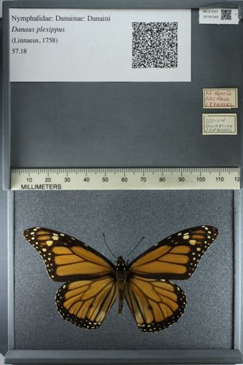 Media type: image;   Entomology 181544
